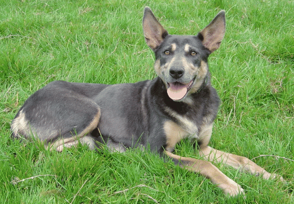 Grey Australian Kelpie Dog-ADB65DB61DC0DC61