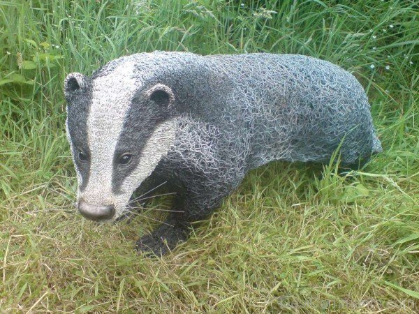 Grey Badger On Grass-db123