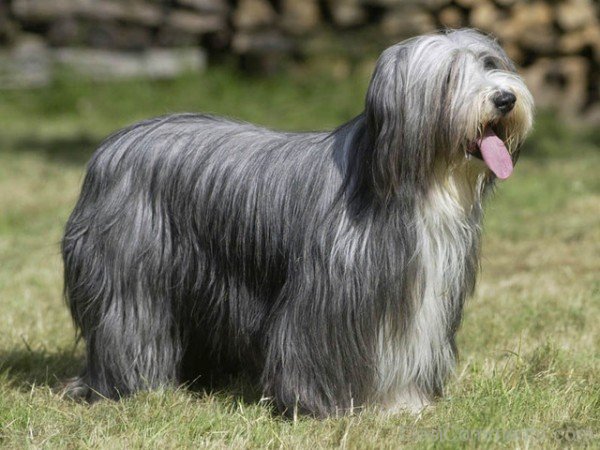 Grey Bearded Collie Dog-adb75624DC9DC24