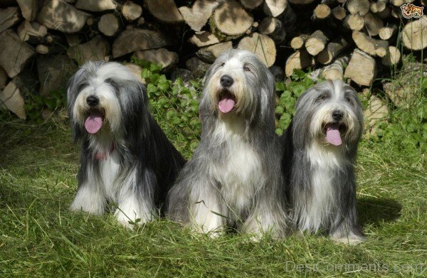 Grey Bearded Collie Dogs