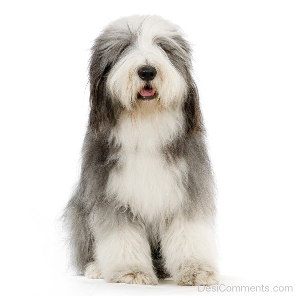 Grey Bearded Collie-adb75661DC9DC61