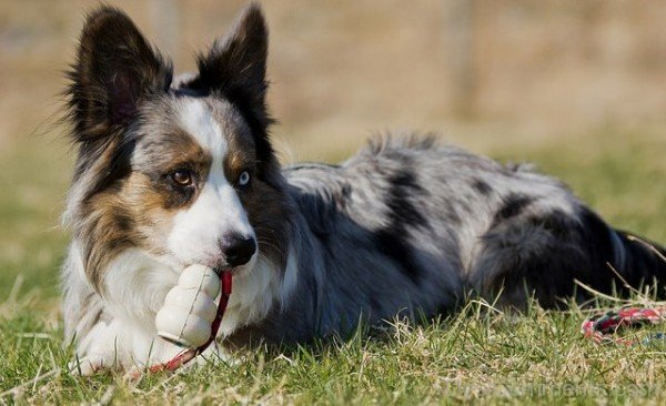 Grey Cardigan Welsh Corgi Sitting-ADB03223DCDC22