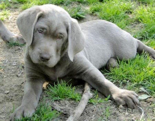 Grey Labrador Retriever Dog-id103