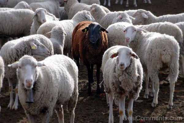 Group Of Animal Sheeps