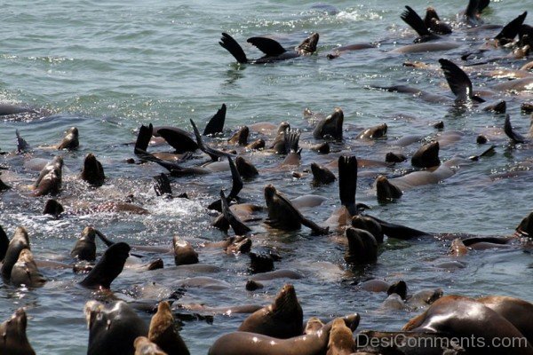 Group Of Sea Lion In Water-db113