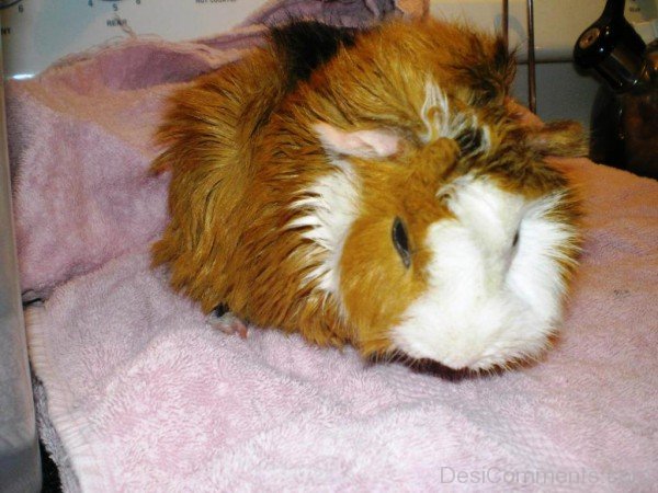 Guinea Pig Picture-rtev015