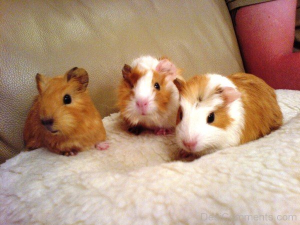 Guinea Pig Pups-rtev016