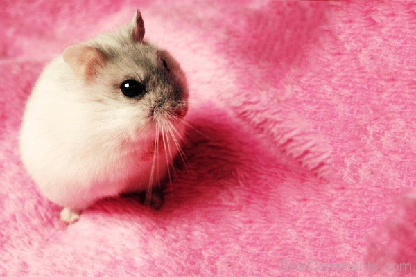 Hamster On Pink Sheet-desiC10