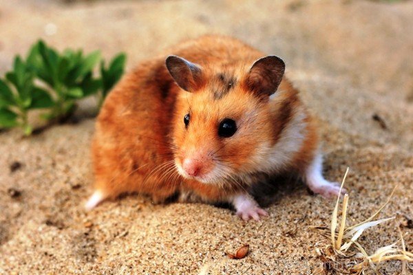 Hamster On Sand-desiC11