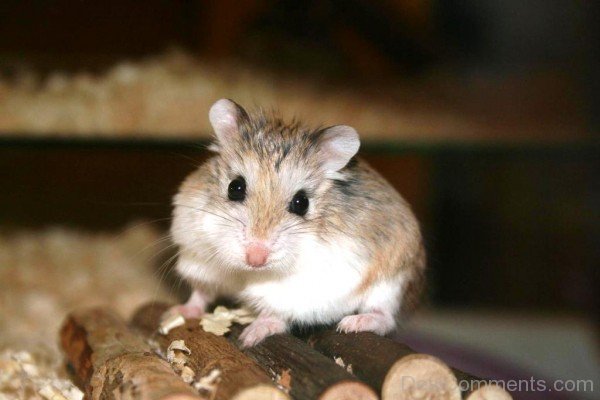 Hamster On Wood-desiC12