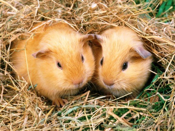 Hamsters