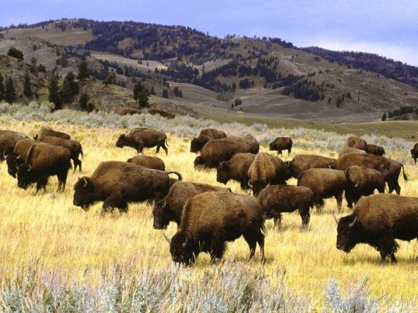 Hard Of Bison