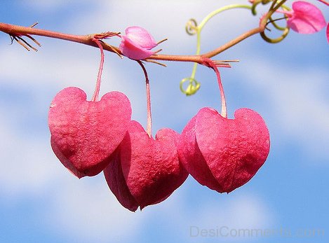 Heart Shaped Leafs Hanging From A Branch