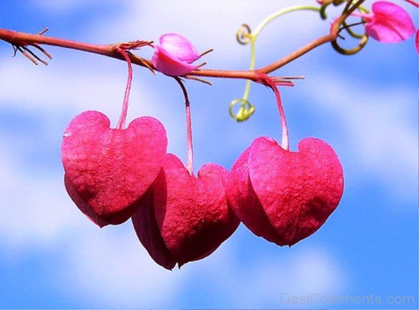Heart Shaped Leafs Hanging From A Branch