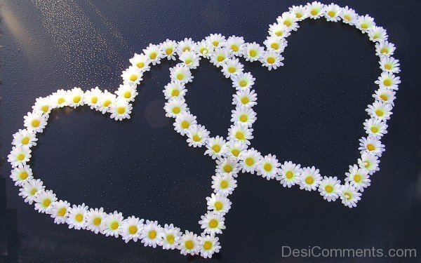 Hearts Of Daisy Flowers