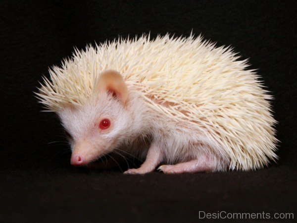 Hedgehog Black Background