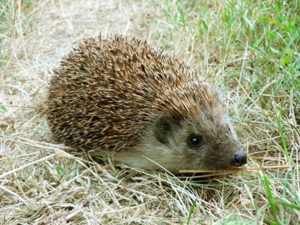 Hedgehog Image-dcpf07
