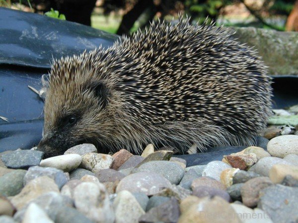 Hedgehog On Stones-dcpf21