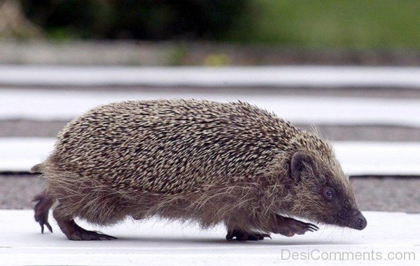 Hedgehog Walking On Road-dcpf27