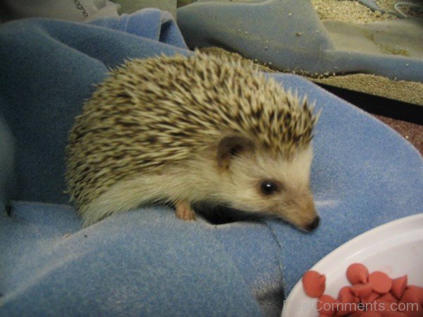 Hedgehog-dcpf30