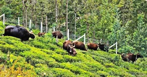 Herd Of Gaur-pkjmlk2332