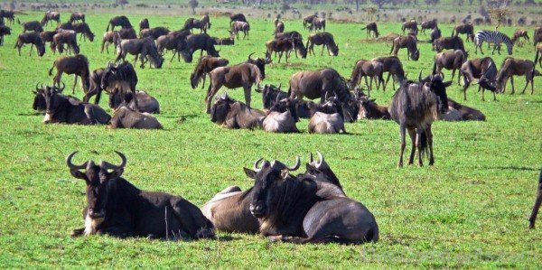 Herd Of Gnus -adb812desi9812