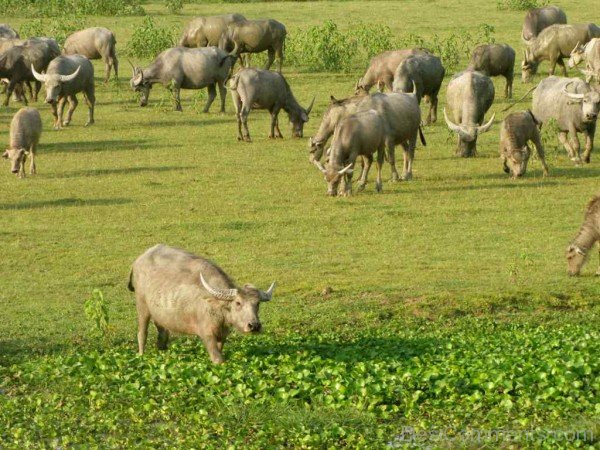 Herd Of Water Buffaloes-db105