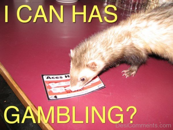 I Can Has Gambling