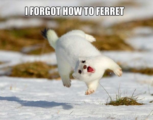 I Forgot How To Ferret