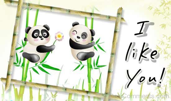 I Like You Panda Picture