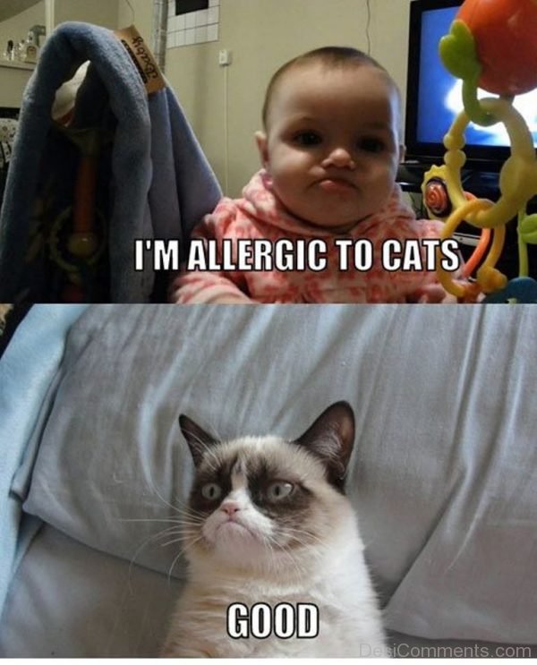 I'm Allergic  To Cats-DC058