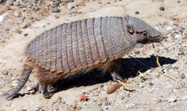 Image Of Animal Armadillo-db038