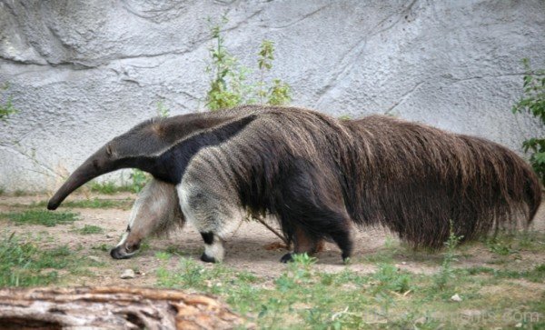 Image Of Anteater-DCanimanls027