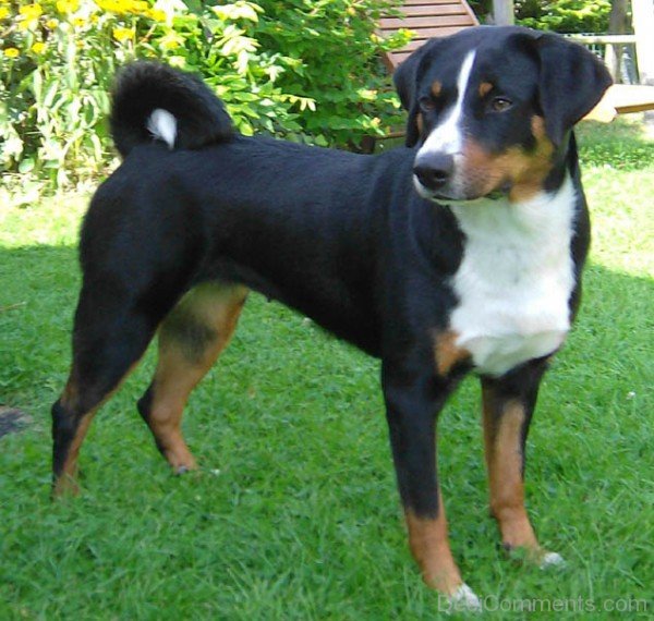 Image Of Appenzeller Mountain Dog