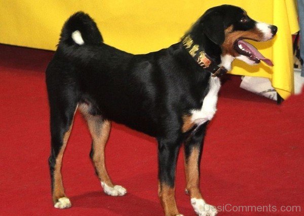 Image Of Appenzeller Sennenhund