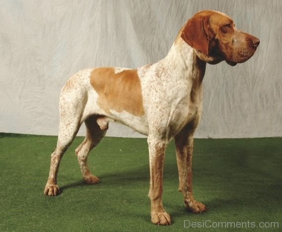 Image Of Ariege Pointer