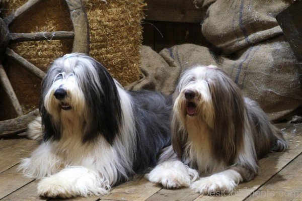 Image Of Bearded Collie Dogs