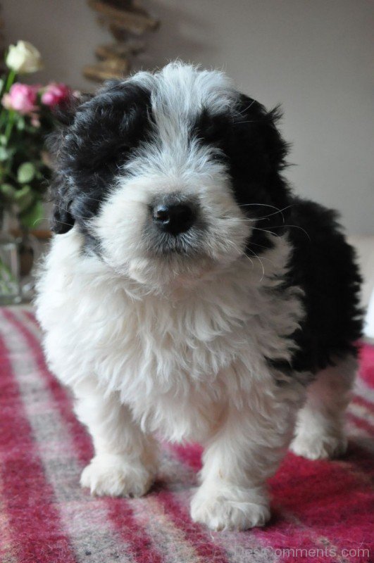 Image Of Bearded Collie-adb75627DC9DC27