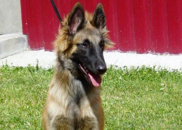 Image Of  Belgian Shepherd-ADB00206DC00DC07