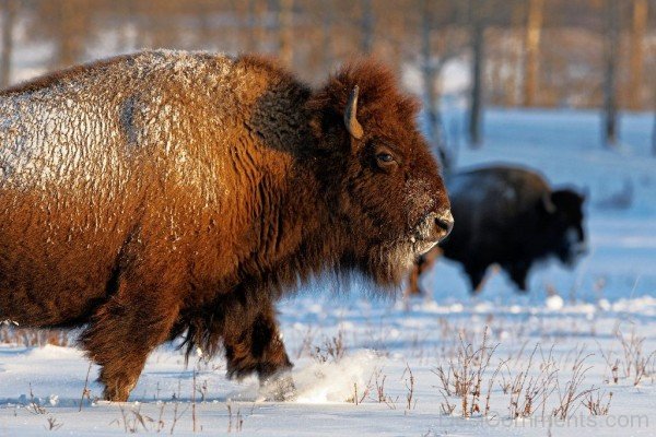 Image Of Bison-DC0246