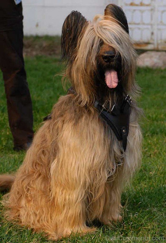 Image Of Briard In Park-id052
