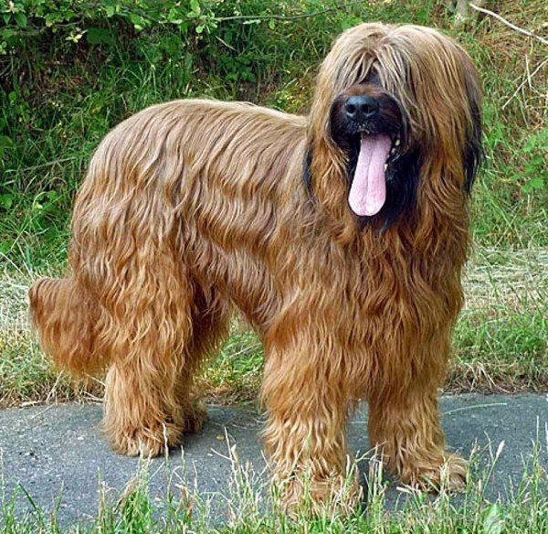 Image Of Briard-id053