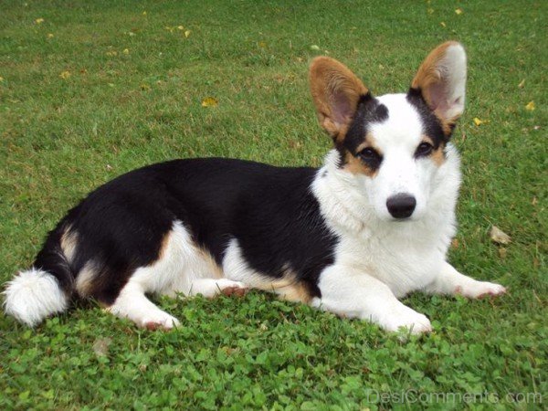 Image Of Cardigan Welsh Corgi-ADB03232DCDC31