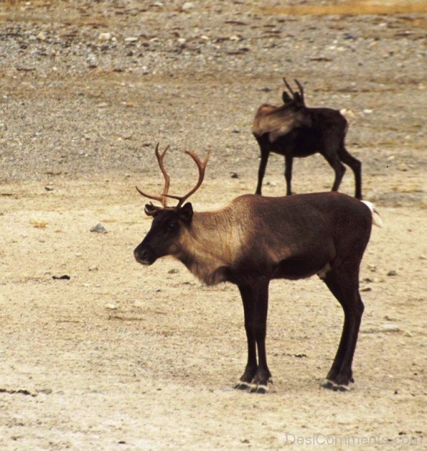 Image Of Caribous -adb327-adb301desi0027