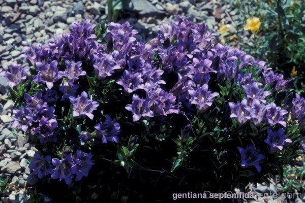 Image Of Crested Gentian Flowers-hgr419DC0016