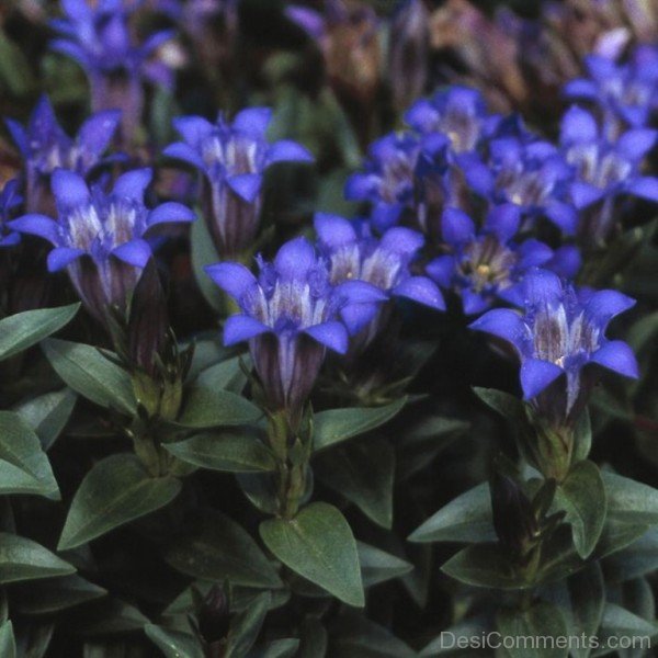 Image Of Crested Gentian-hgr420DC0005