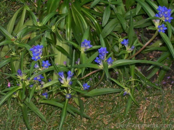 Image Of Dahurian Gentian Flowers-kyu719DC0DEsi22
