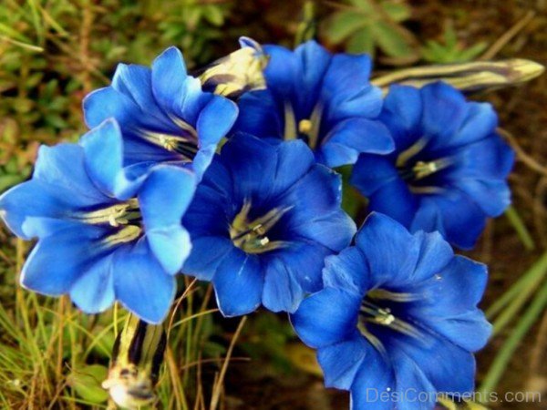 Image Of Dahurian Gentian