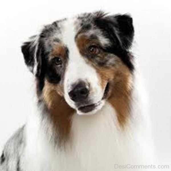 Image Of Dog