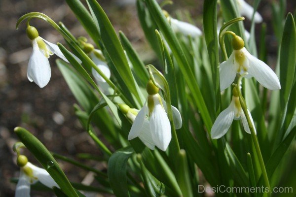 Image Of Elwes's Snowdrop Flowers-dft519DEsi025